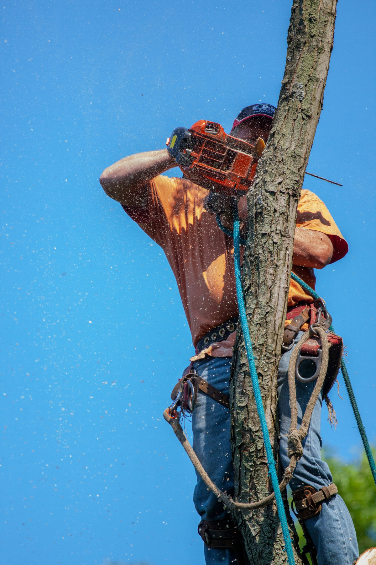 tree trimming pruning arborist